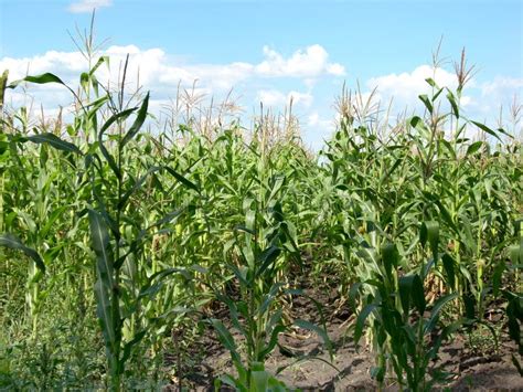 Corn Field And Sky Scenery Stock Photo Image Of Landscape 5955496