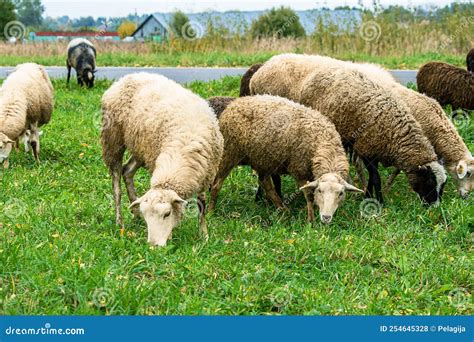 Domestic White And Brown Sheep Eat Green Grass In Meadow Farm Cattle