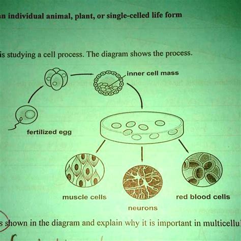solved identify  process shown   diagram  explain