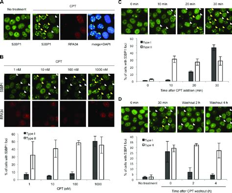 The Kinetics Of 53BP1 Foci Formation Induced By CPT A 53BP1 And