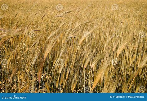 Weath Field Stock Image Image Of Gold Campo Weath 115581837