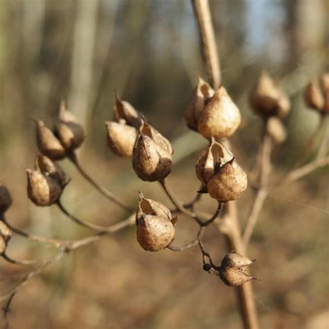 Knotige Braunwurz dein Garten ökologisch pflegeleicht