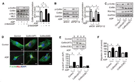 P Y Mediates Cofilin Activation To Promote Vascular Smooth Muscle