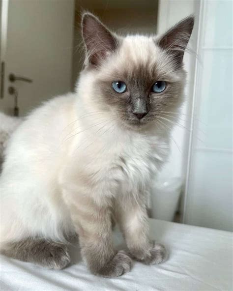 Ragdoll Cat Blue Point