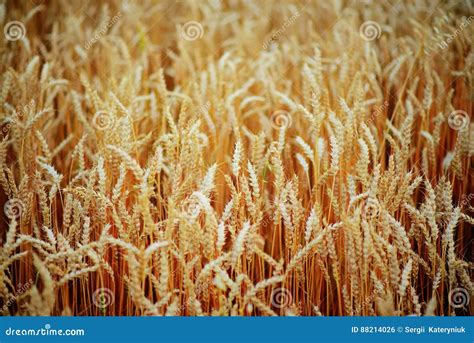 Campo De Trigo Orelhas Do Fim Dourado Do Trigo Acima Foto De Stock