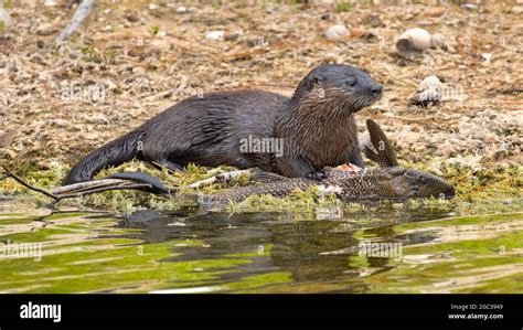 A North American River Otter Lontra Canadensis Foraging And Feeding