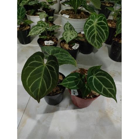 Jual Anthurium King Of Spades Hybrid Dan King Of Spades X Silver Blus