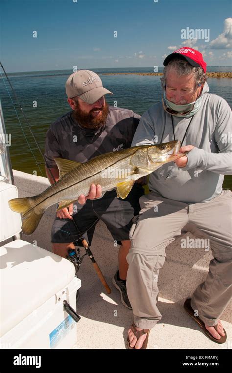 Big Snook Are An Abundant Species In The Gult All The Way Up To