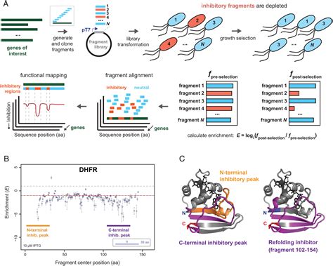 Mapping Functional Regions Of Essential Bacterial Proteins With