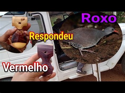 Pios De P Vermelho Que D Pra P Roxo Pesquisa De Fauna Youtube