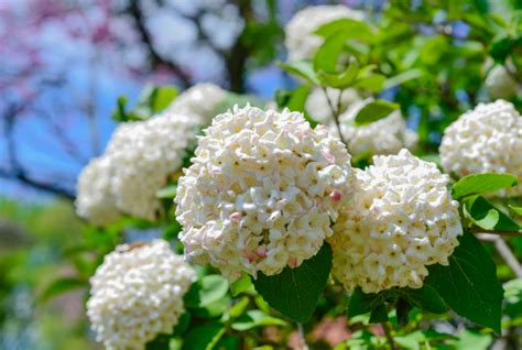 Snowball Bush Viburnum Grow And 3 Care Tips