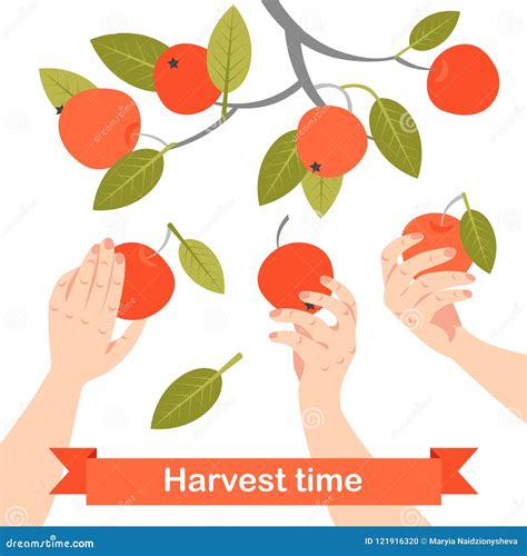 Hands Are Picking Apples In The Garden Symbolic Image Of Success Stock