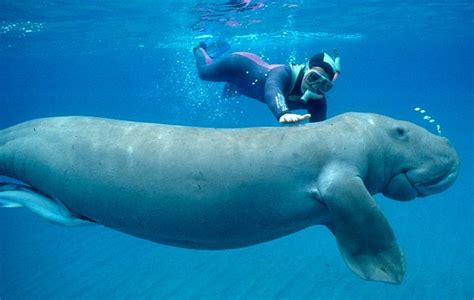 Dugong Animal Wildlife