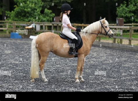 Palomino Horse Dressage