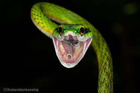 The Threat Display Of A Green Parrot Snake Taken In Corcovado National