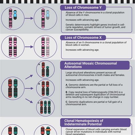 Description Of Each Type Of Clonal Hematopoiesis Ch The Top Panel