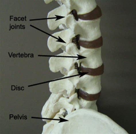 Lumbar Spine Flashcards Quizlet