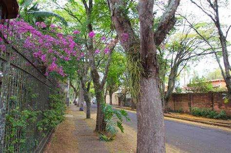 Dizem Que Ela A Rua Mais Bonita De Botucatu Solutudo