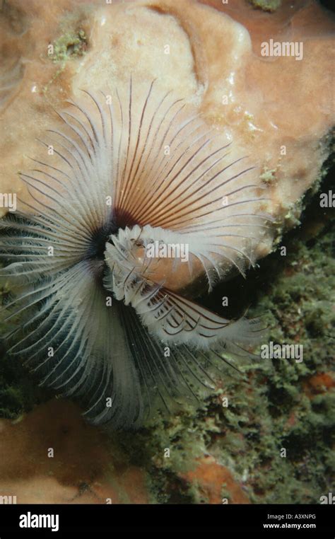 Zoology Animals Annelids Giant Tube Worm Riftia Pachyptila Top