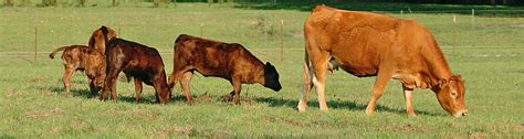 Using Growth Implants On Calves Uf Ifas Extension Levy County