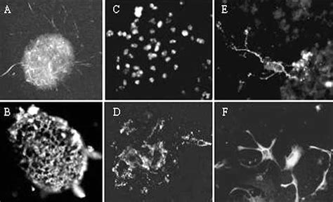 Neural Precursor Cells That Were Isolated From The Newborn Mouse Download Scientific Diagram