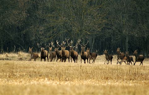 Large Herd Of Deer Image Free Stock Photo Public Domain Photo Cc0