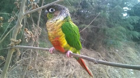 Best Food for Green Cheek Conure: Diet and Care Sheet - Pettitudes