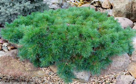 Buy Hillside Creeper Scotch Pine Pinus Sylvestris Free Shipping