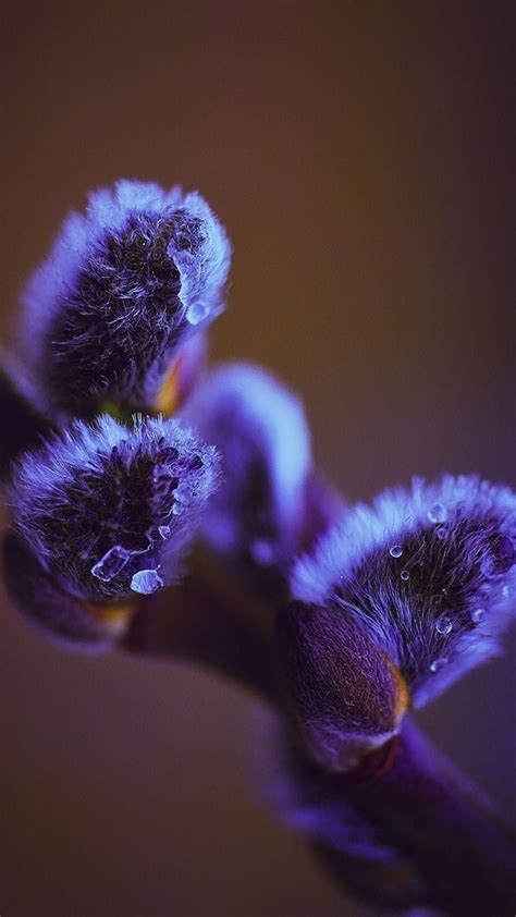 Pin by ᡣ𐭩 •｡ꪆৎ ˚⋅ on ♥MY LOVE for FLOWERS♥ | Flower phone wallpaper ...