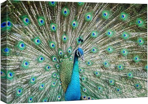 Aaberic Canvas Print Wall Art Hummingbird Flies On White Carnation