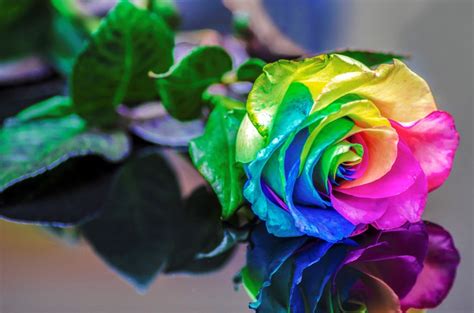 A Rainbow of Flowers - The Most Popular Flowers by Color - Flower ...