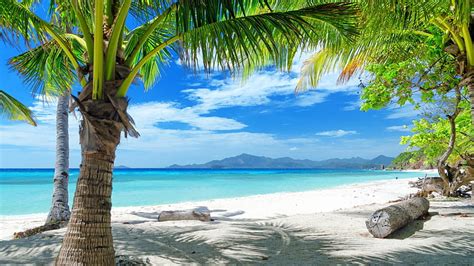 Hd Wallpaper Green Coconut Trees Palm Trees Water Beach Tropical