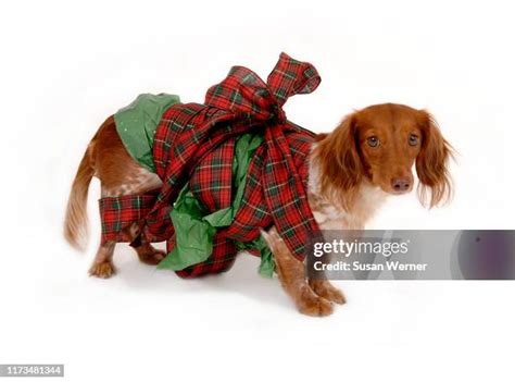 Dachshund Hot Dog Photos and Premium High Res Pictures - Getty Images