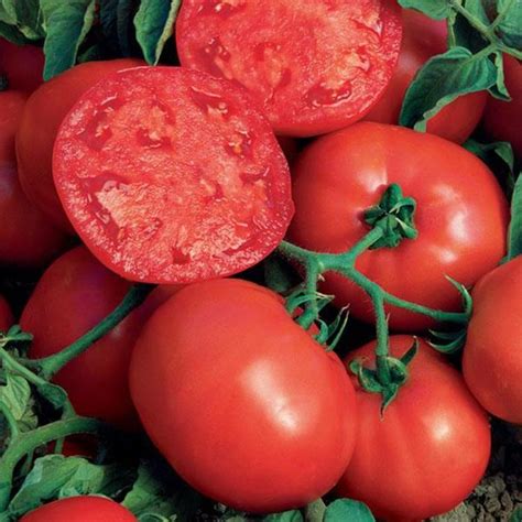 Beefsteak Tomato Tomato Beefsteak The Flower Spot