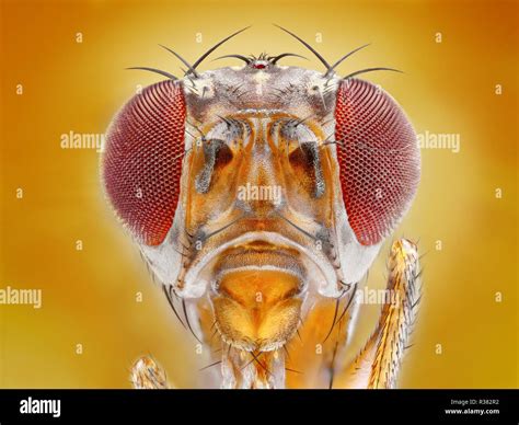 Magnified Fruit Fly Hi Res Stock Photography And Images Alamy