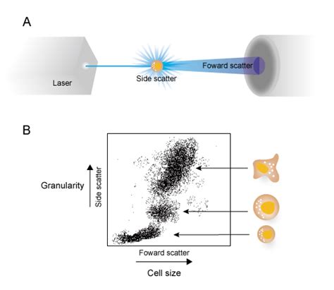 Flow Cytometry Guide Creative Diagnostics