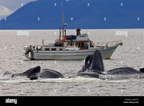 Alaska Frederick Sound Humpback Whales Megaptera Novanglia Bubble