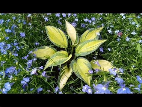 Хоста Пейсли Принт, Джун, Атлантис и другие 🌿☘️🌿 - YouTube