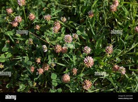 Trifolium Fragiferum Pink And Brown Inflorescence Stock Photo Alamy