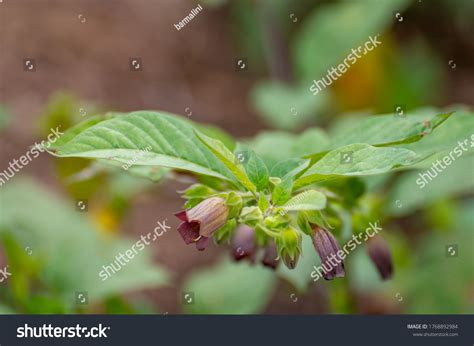 Botanical Collection Poisonious Plants Herbs Atropa Stock Photo ...