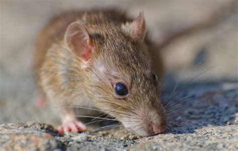 Mouse Habitat – Humane Wildlife Removal