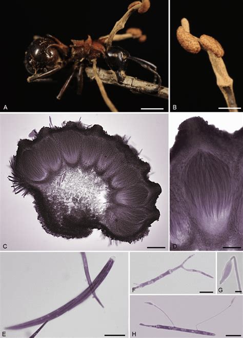 Ophiocordyceps Satoi A Polyrhachis Lamellidens With Three Stromata Download Scientific