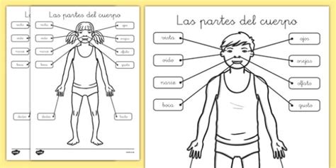 5 Partes Del Cuerpo Humano