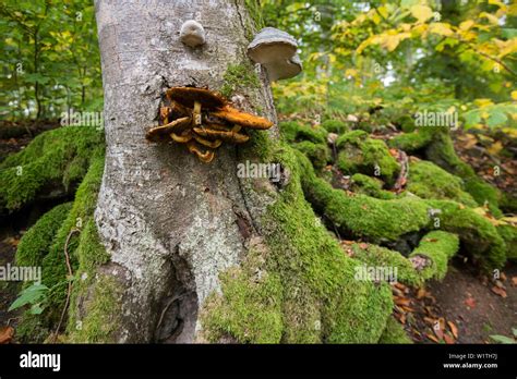 Mossy Tronco De Rbol O Sicomoro Sicomoro Arce Acer Pseudoplatanus