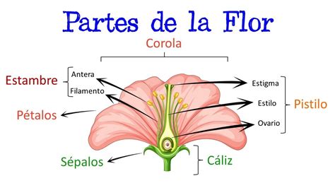 La función de la corola en las plantas Joguar