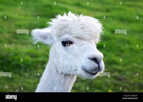 Funny Face Alpaca Hi Res Stock Photography And Images Alamy