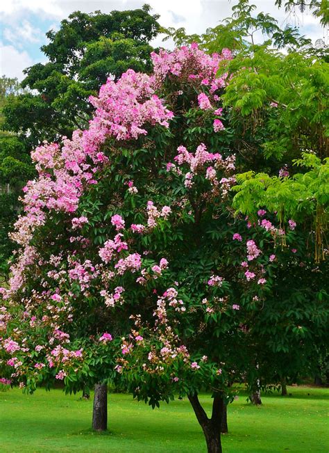 Photo #49809 | Lagerstroemia speciosa | plant lust