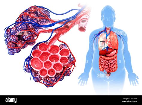 Alveoli And Capillaries Diagram