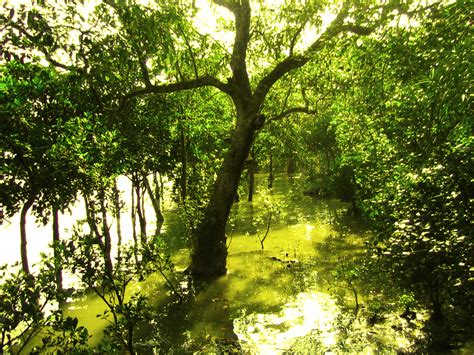 India lost 40% of its mangroves in the last century - Ocean Sentry