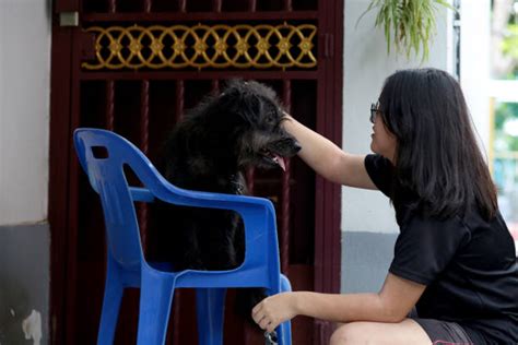 Chinese Guard Dog Stock Photos Pictures And Royalty Free Images Istock